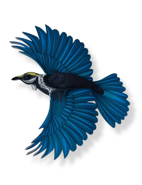 Large Tui
