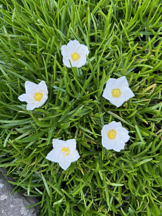 White Flowers