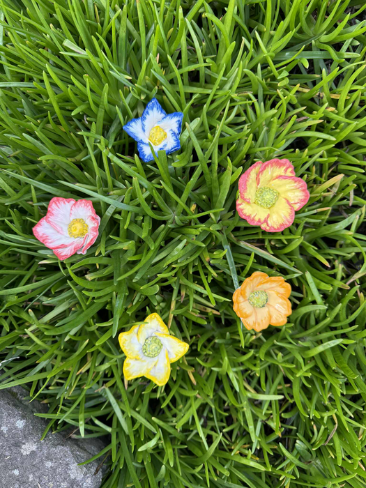 Wild Flowers