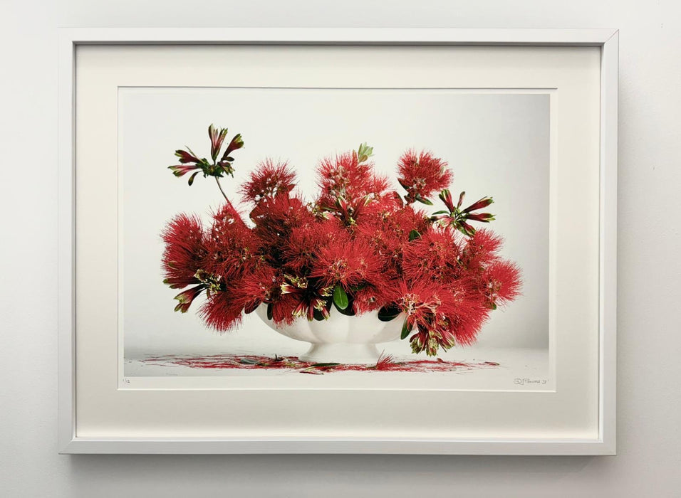 Red Pohutukawa