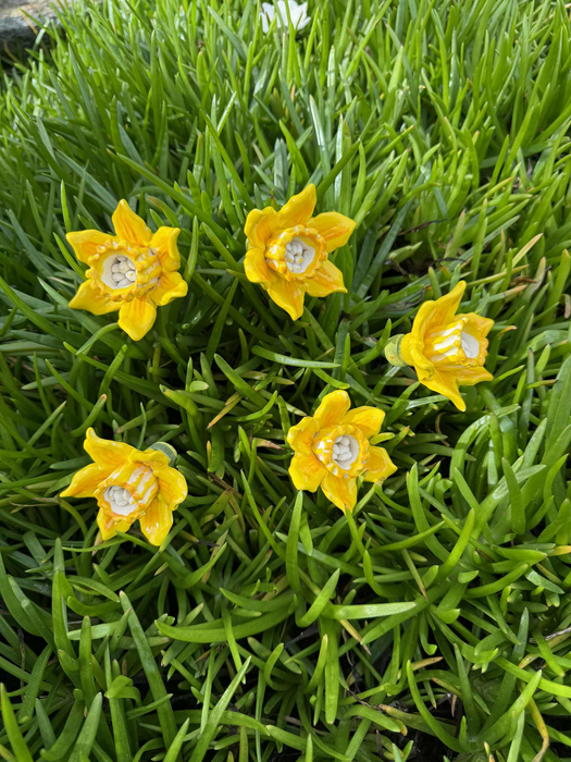 Daffodils
