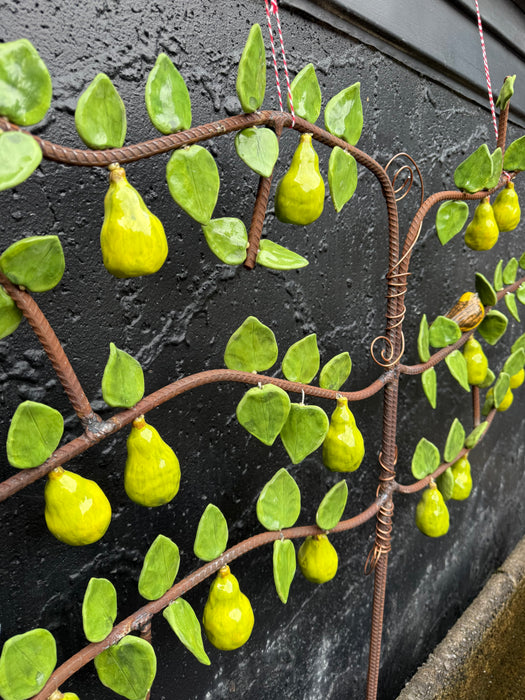 Pear Espalier
