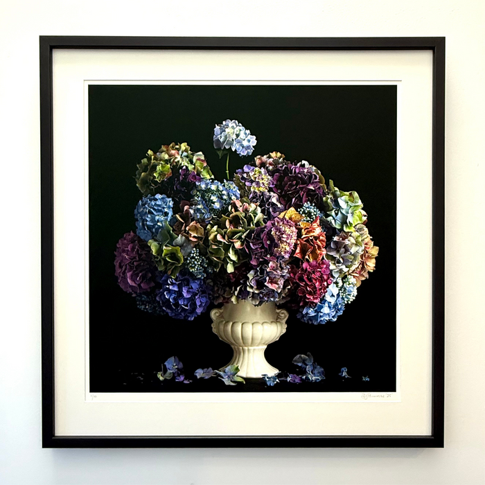 Hydrangea Blooms
