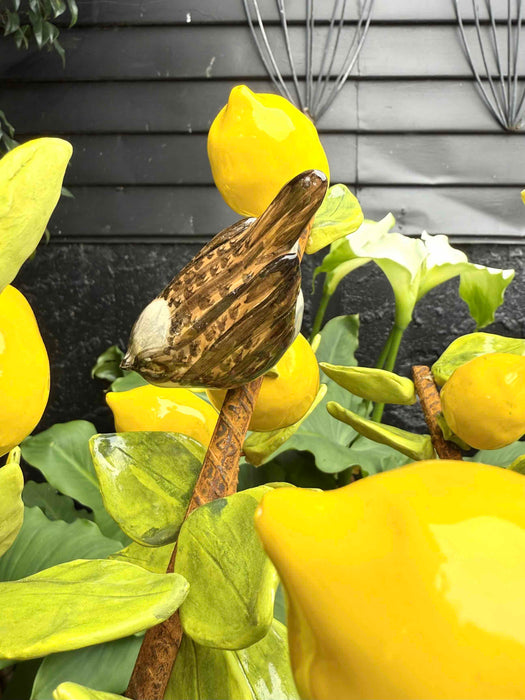 Lemon Tree