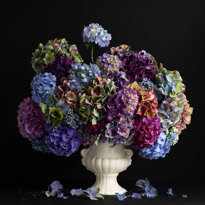 Hydrangea Blooms