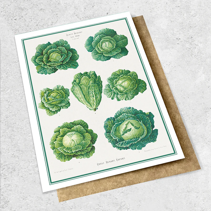 Vintage Cabbages