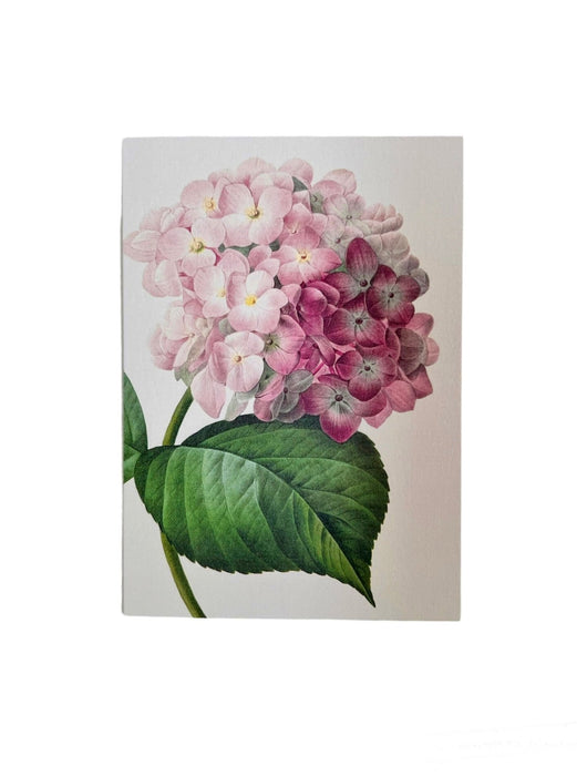 Hydrangea Pink