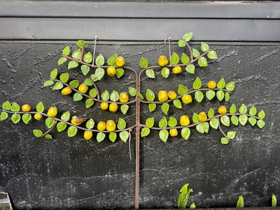 Apple Espalier
