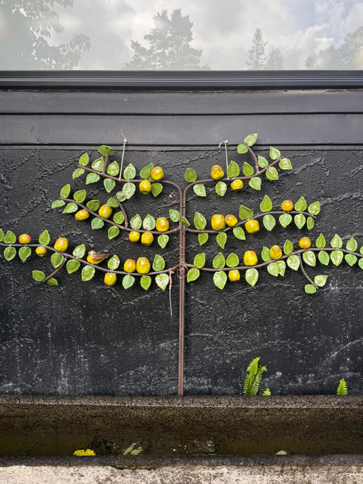 Apple Espalier