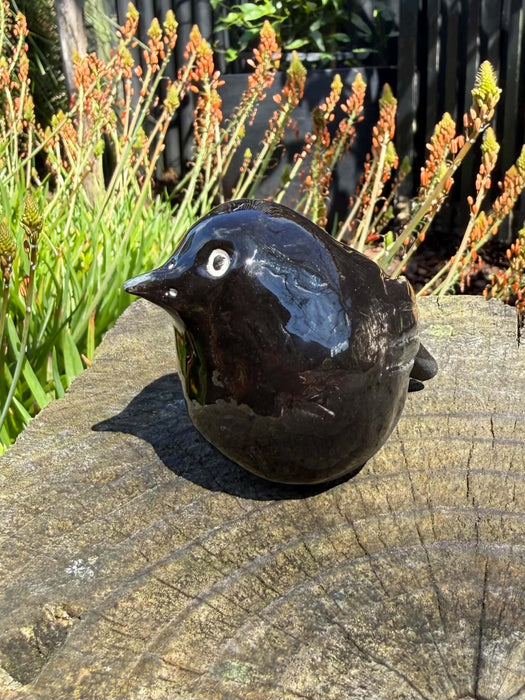Chatham Island Robin - Karure