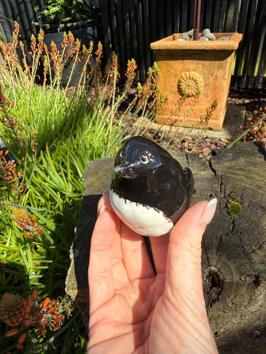 North Island Robin - Toutouwai