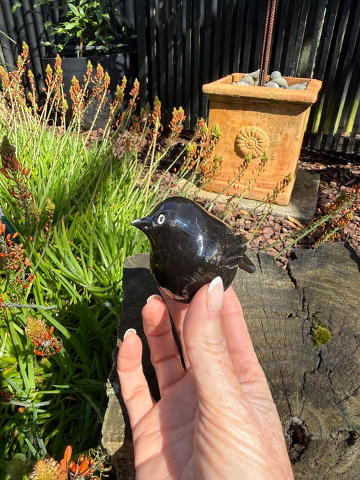 Chatham Island Robin - Karure