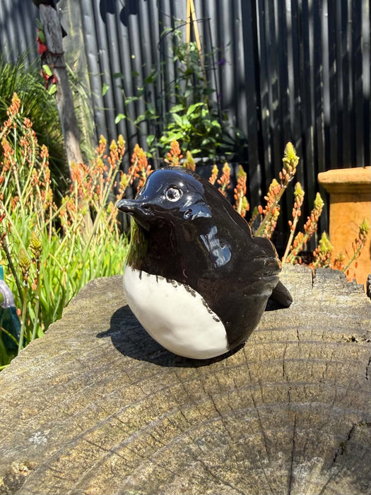 North Island Robin - Toutouwai