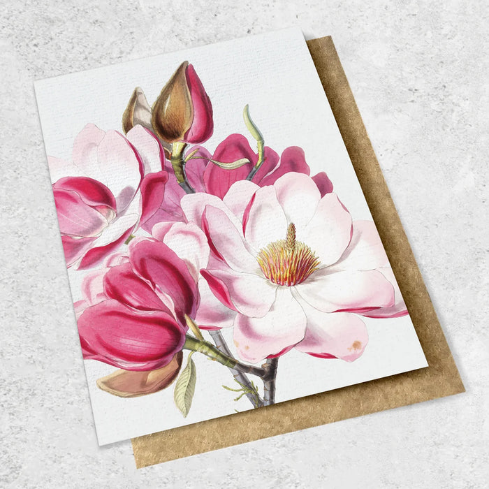 Vintage botanical - Magnolia