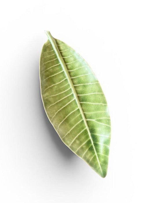 Leaf - Medium