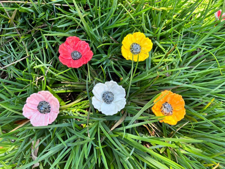 Mixed Poppies